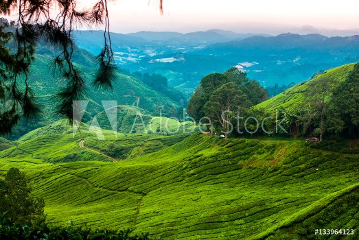 Bild på Tea plantations in the cameron highlands